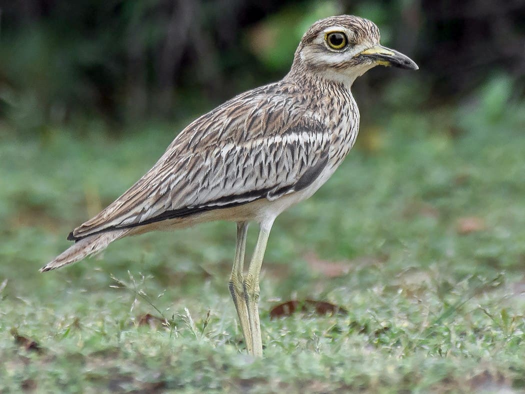 Indian Thick-knee (Indian Stone-curlew).jpg