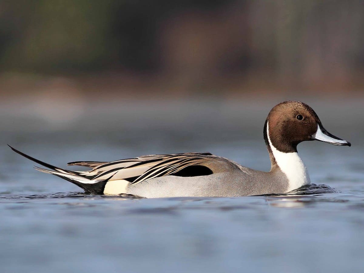 Northern Pintail.jpg