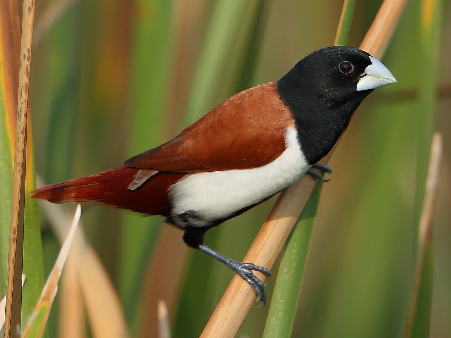 Tricolored Munia (Black-headed Munia).jpg