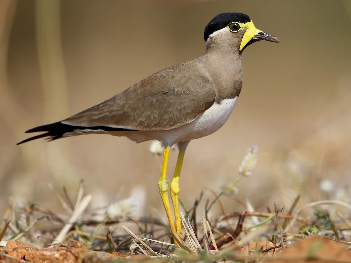 Yellow-wattled Lapwing.jpg